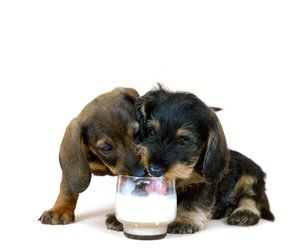 Milch für Hunde: Gesund oder gefährlich?