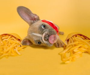 Dürfen Hunde Pommes essen? Warum das keine gute Idee ist
