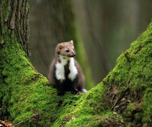 Was fressen Marder? Das gibt's im Sommer und Winter