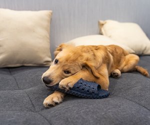 Aus diesem Grund sind Hunde von Schuhen und Socken begeistert