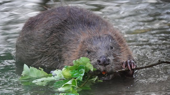 Ein Biber schwimmt mit einem Zweig im Maul.