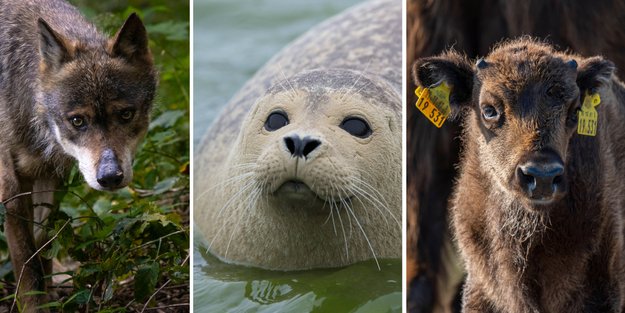 Auf in den Wildtierpark: Die besten Wildparks in Deutschland laut Vergleich und unsere Favoriten