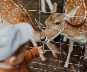 Was fressen Rehe und sollte man die Wildtiere  füttern?