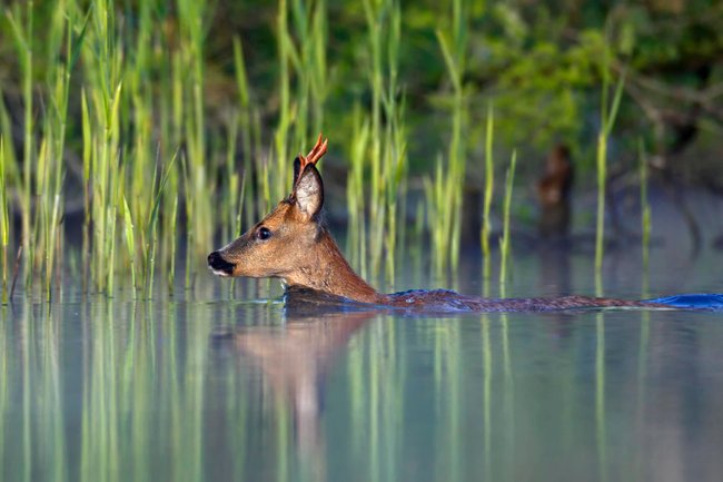 Rehbock schwimmt durch einen Fluss