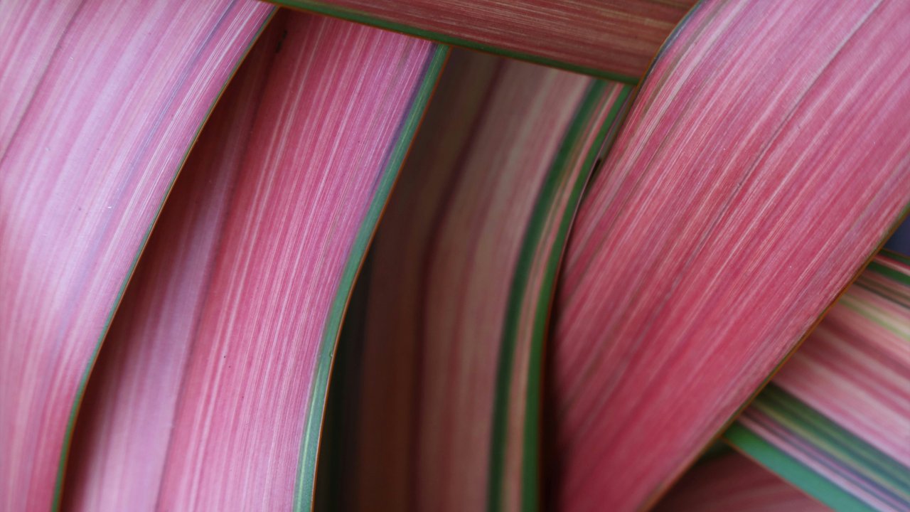 Rhabarberstangen besitzen eine auffällige Färbung.