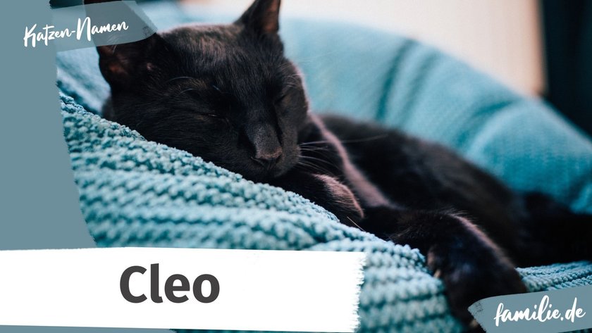 Schwarze Katze Namen: Cleo