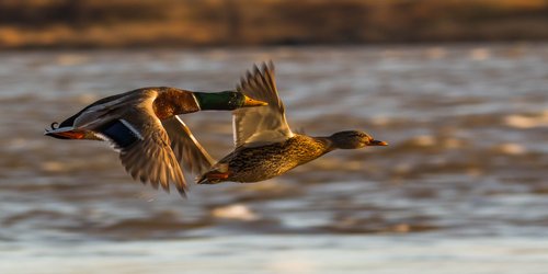 Was guckst du?! Wie schwimmende Vogelscheuchen Leben retten sollen