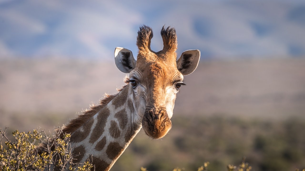 Giraffen sind große, wunderschöne Tiere, die in der Wildnis leben. 