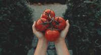 Wie lange sind Tomaten haltbar? So erkennst du frische Tomaten