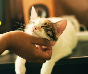 Dürfen Katzen Salami essen? Das solltest du beachten