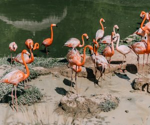Wo leben Flamingos und warum stehen sie auf einem Bein?