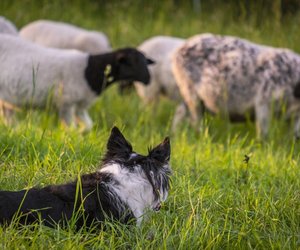 Diese 4 Hunderassen gehören zu den besten Hütehunden