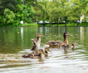 Was fressen Enten? Das landet in ihren Schnäbeln