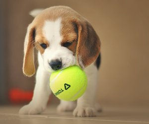 Für Pfotenfreunde: Wie alt werden Beagle?