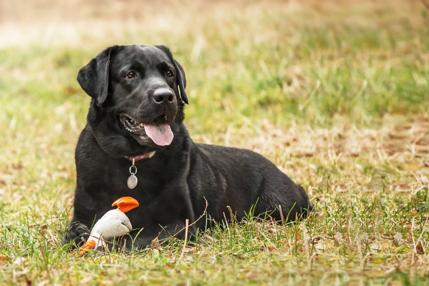 Labrador Retriever