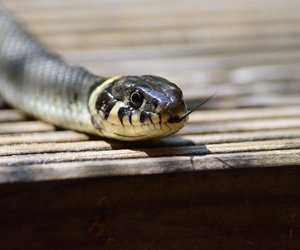 Sind Ringelnattern giftig? 