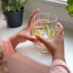 Kennt ihr schon dieses coole Regrow-Experiment für Kinder?