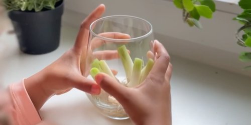 Kennt ihr schon dieses coole Regrow-Experiment für Kinder?