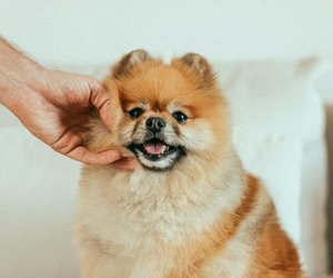 Zwergspitz: Lebenserwartung und weitere spannende Fakten