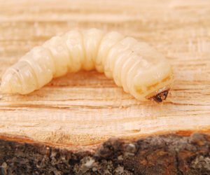 Holzwürmer bekämpfen: So befreit ihr euer Haus von den Schädlingen