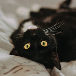 Mystisch, cool oder verspielt: 21 Namen für schwarze Katzen, die das dunkle Fell eures Stubentigers feiern