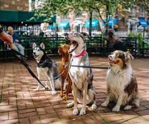 Hunde für Einsteiger: Diese 5 Rassen machen es Anfängern leicht