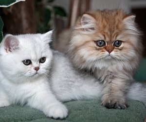 Wer Perserkatzen liebt, besteht dieses Wissensquiz mit hoher Punktzahl