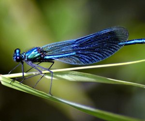 Was fressen Libellen und können die kleinen Räuber eigentlich stechen?