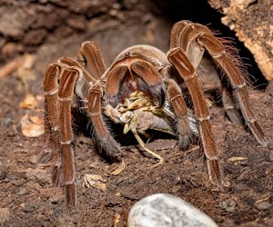 Die größte Spinne der Welt: Wer ist die Riesenspinne mit Gruselfaktor?