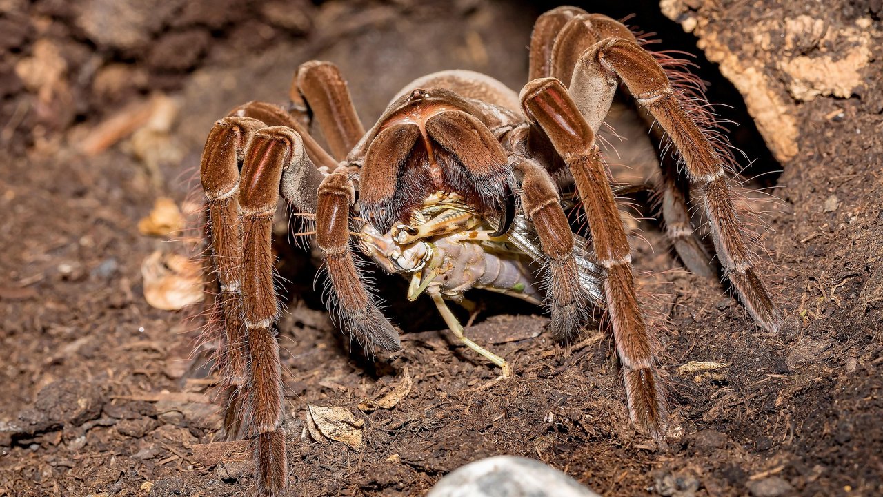 Die Goliath-Vogelspinne packt mit ihren scharfen Zähnen zu.