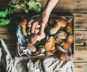 Lecker wie bei Oma: Deshalb lohnt es sich, Pilze zu fermentieren