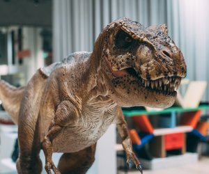 Dinosaurier Federn: Hatten die Giganten ein Federkleid?