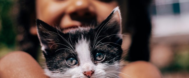 Diese Katzenrassen sind besonders kinderfreundlich