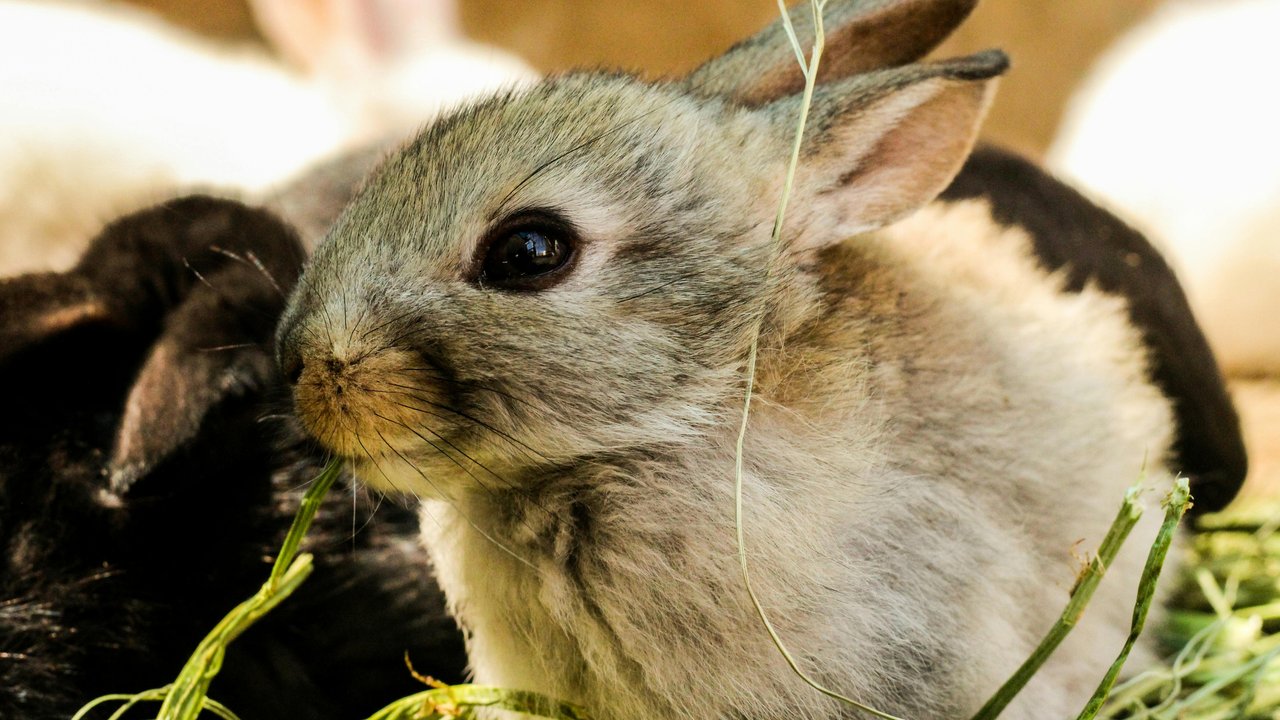 Kaninchen sind gesellige Tiere.