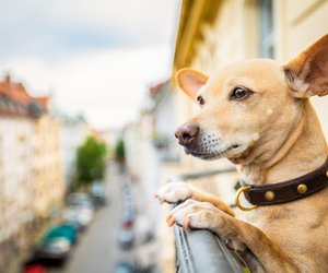 Wohnungsgeeignet: Wenn es warm und kuschelig ist, dann sind diese Hunde glücklich