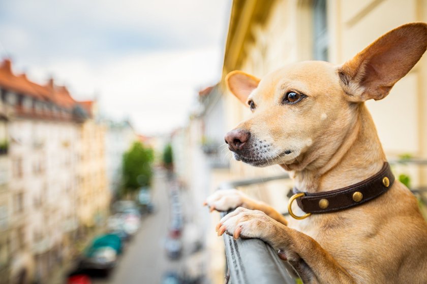 Die besten Wohnungshunde