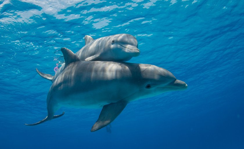 Trächtigkeit bei Tieren: Delfine