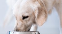 Hunde-Nassfutter-Test: Das sind die Sieger bei Stiftung Warentest