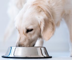 Hunde-Nassfutter-Test: Das sind die Sieger bei Stiftung Warentest