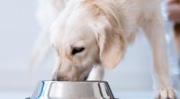 Hundefutter-Test: Diese Produkte punkten bei Stiftung Warentest