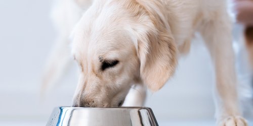Hundefutter-Test: Das beste Nass- und Insektenfutter bei Stiftung Warentest