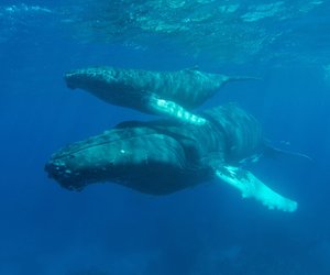 Was fressen Wale? So werden die sanften Riesen satt