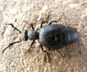 Ölkäfer im Garten: Was tun gegen den giftigen Besucher?