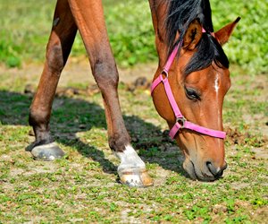 Sind Pferde Wiederkäuer? Deshalb müssen sie kontinuierlich fressen