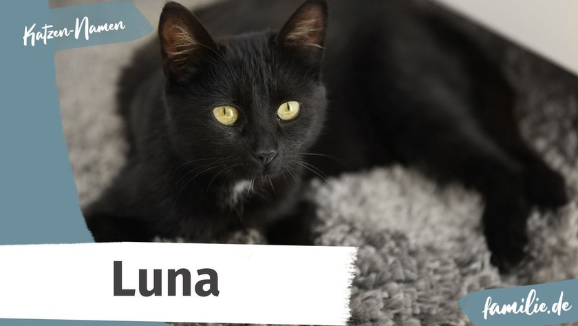 Schwarze Katze Namen: Luna