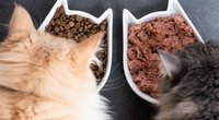 Katzenfutter-Test: Das sind die 3 Sieger bei Stiftung Warentest