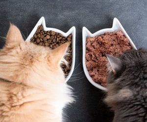 Katzenfutter-Test: Diese 3 Produkte sind nährstoffreich & günstig