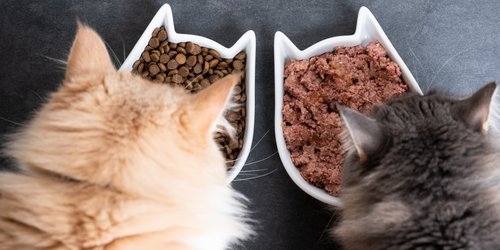 Katzenfutter-Test: Diese Produkte empfehlen Stiftung Warentest & Öko-Test