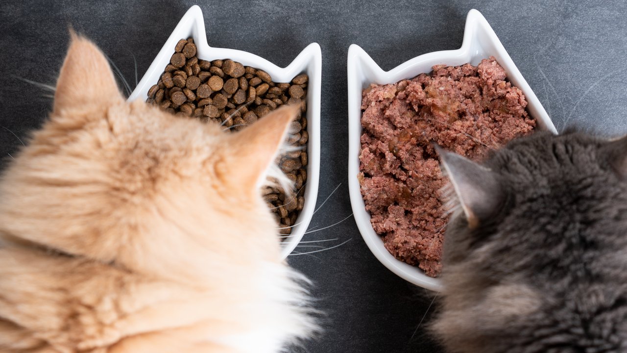 KatzenfutterTest 2023 Die Sieger bei Stiftung Warentest & ÖkoTest