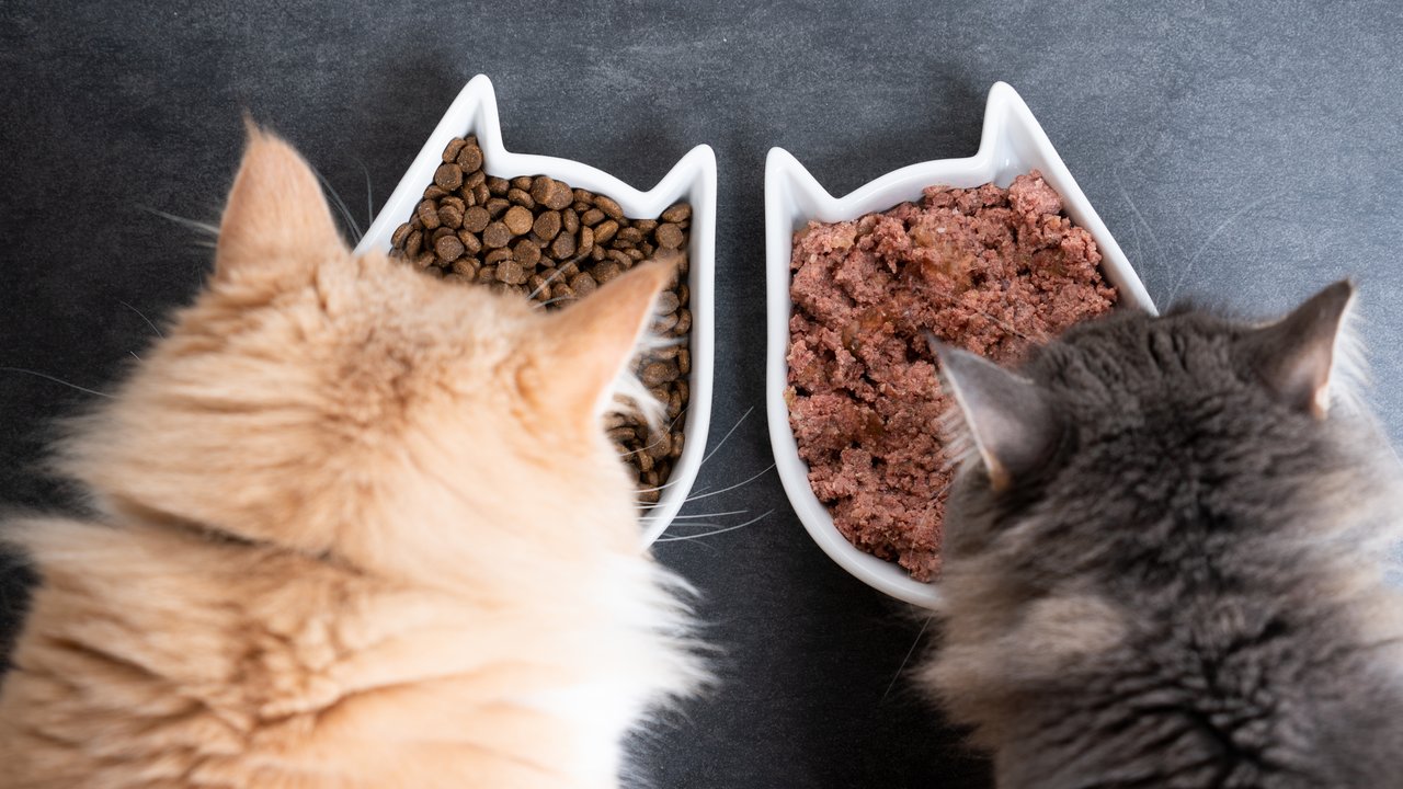 Katzenfutter Test - Zwei Katzen essen